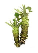 racine de wasabi