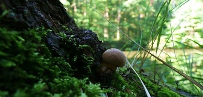 champignons des bois