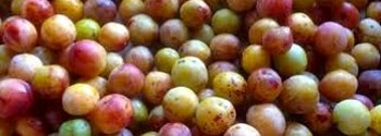 mirabelles