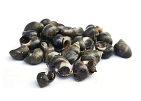 bigorneaux