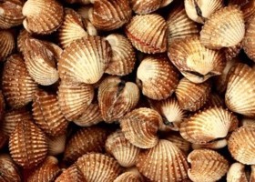 pétoncles