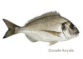 dorade royale