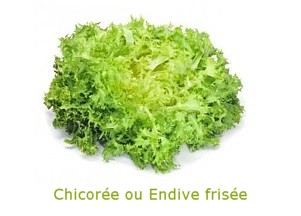 chicorée ou endive frisée