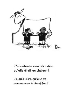 BigrementHumour... Vache en chaleur