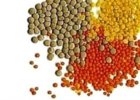 légumes secs