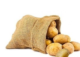 tubercules
