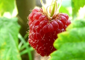 framboise