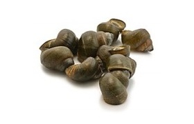 les bigorneaux
