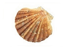 les coquilles Saint-Jacques