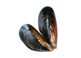 les moules