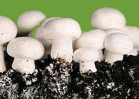 champignons de Paris.jpg
