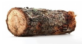 la bûche de Noël. Autrefois ne se mangeait pas