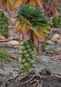 le chou de Bruxelles. Ce mal-aimé