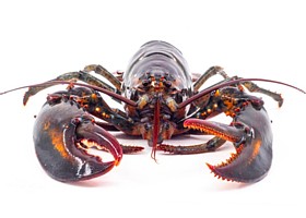 manger du homard. Un signe de pauvreté